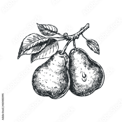 Hand Drawn Sketch of Two Pears on a Branch with Leaves