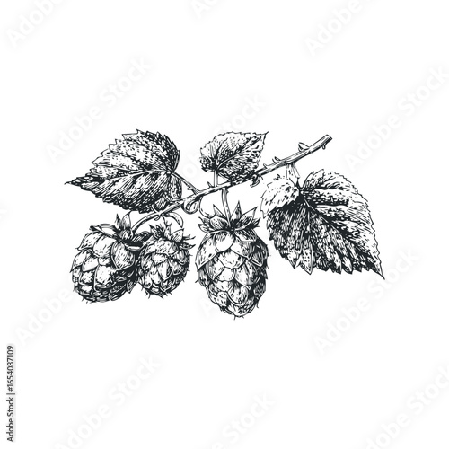 Detailed line art of hop cones and leaves on a branch