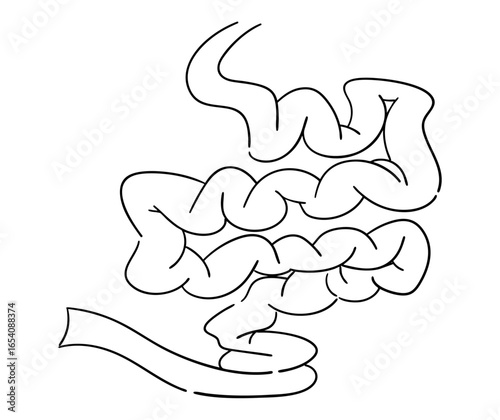 小腸の線画イラスト