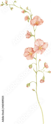 Watercolor Illustration of a Pink Flower Stem