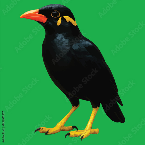 Hill Myna Bird on White Background
