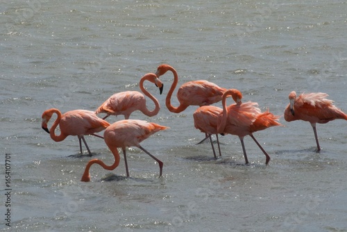 flamingos in the lake