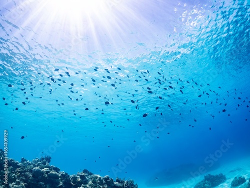 美しい白砂のビーチと美しいアマミスズメダイ（スズメダイ科）の群れ他。
英名学名：schools of Stout chromis, Chromis chrysura
美しいサンゴ礁と熱帯魚の群れ。
沖縄県島尻郡慶良間諸島座間味島嘉比島-2025/6/27
