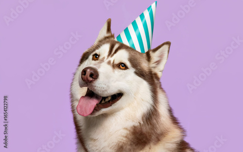 Happy Siberian Husky dog wearing birthday party hat on purple background.