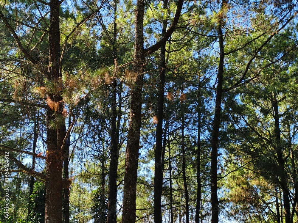 Fototapeta premium Sunlight filtering through tall pine trees in a forest.