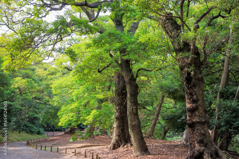 Fototapeta premium 都心散歩 灼熱の浜離宮