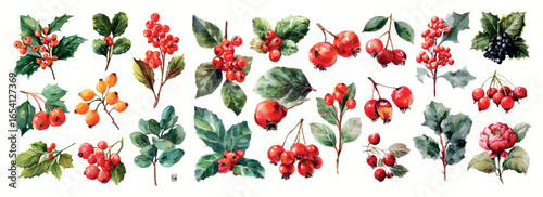 Watercolor set of autumn berries. Rowan, rosehip, and holly berries. Watercolor botanical berries and branches with leaves. Autumn forest berries. Vector illustration.