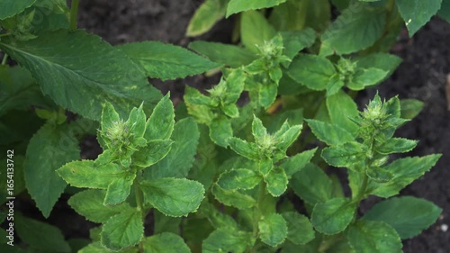 Wallpaper Mural A close-up, top-down view of the Great Lobelia plant before it blooms. The medicinal Lobelia siphilitica shows off lush green leaves and budding flower spikes.  Torontodigital.ca