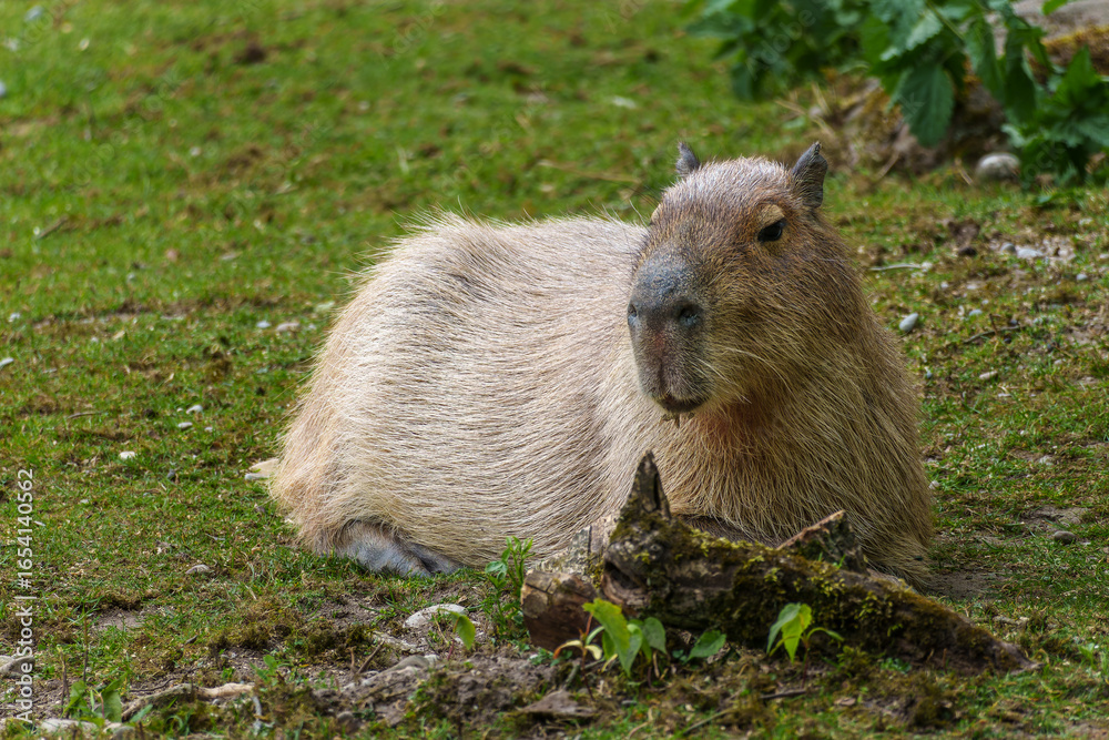 Fototapeta premium The Capybara, Hydrochoerus hydrochaeris is the largest living rodent in the world.