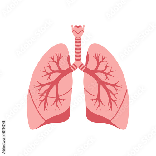 Illustration of Human Lungs and Trachea on White Background Representing Respiratory System Anatomy and Health Suitable for Medical and Educational Purposes
