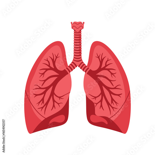 Illustration of Human Lungs and Trachea for Medical or Educational Purposes Showing Respiratory System Anatomy and Function on a White Background