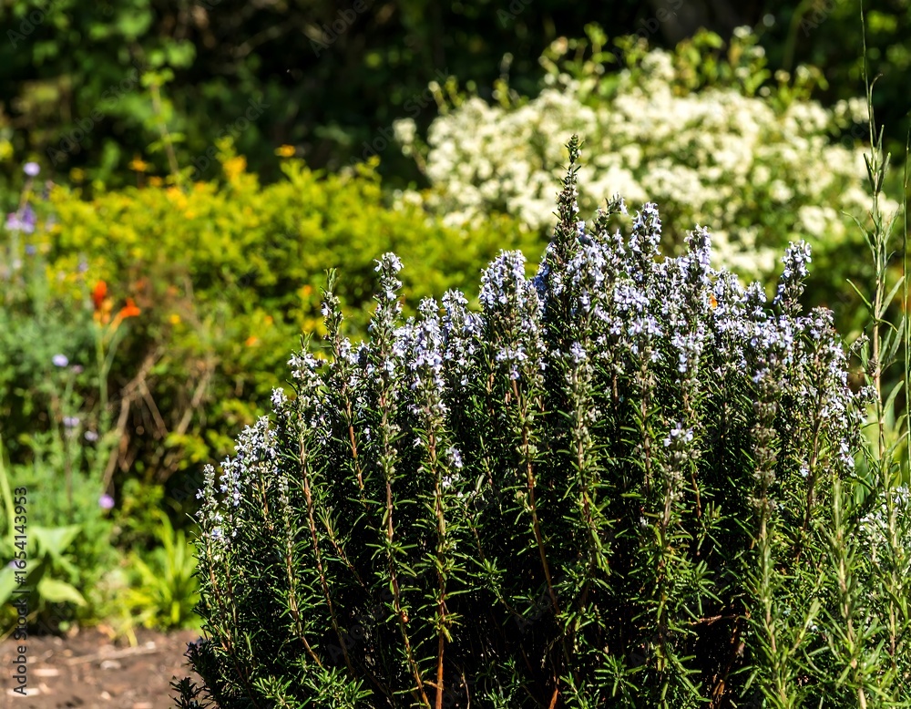 Obraz premium Rosemary bush in garden