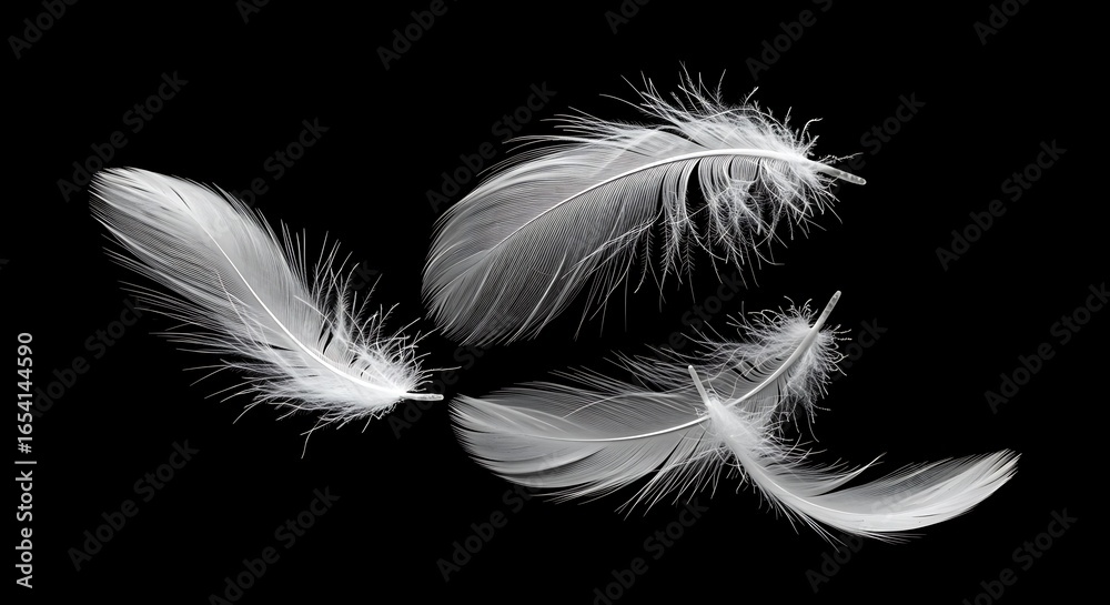 Obraz premium Delicate White Feathers Floating Against a Deep Black Background, Artistic Composition