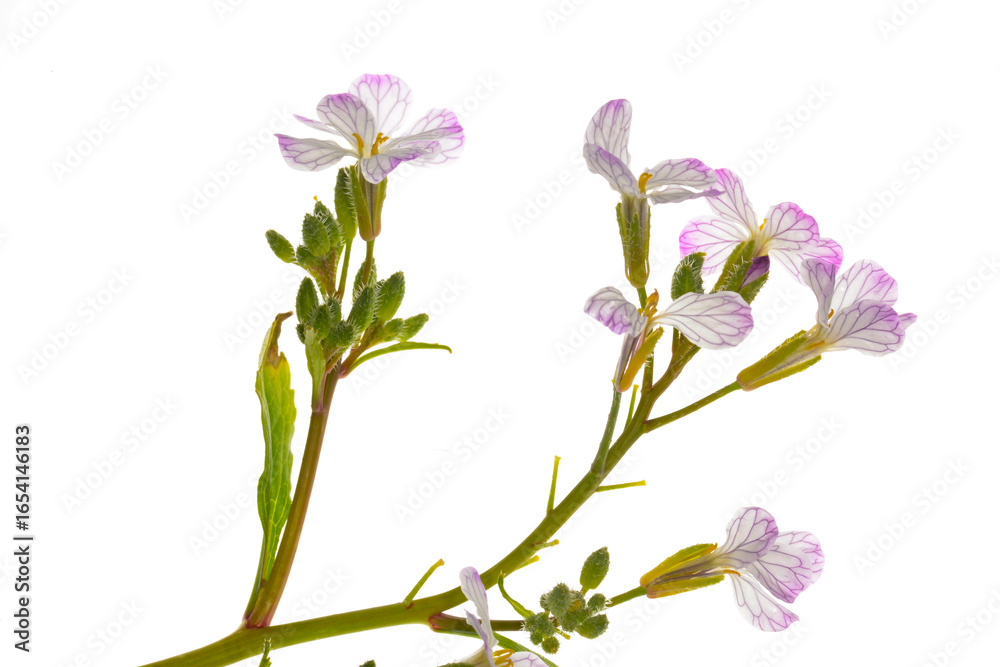 Öl-Rettich, Raphanus sativus var. Oleiformis Öl-Rettich, Raphanus sativus var. Oleiformis