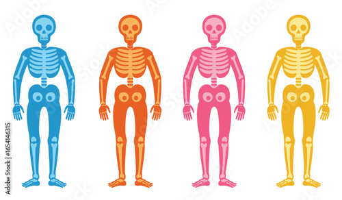 Two Colorful Skeletons Standing Side by Side One in Orange and the Other in Pink on a White Background Vector Illustration