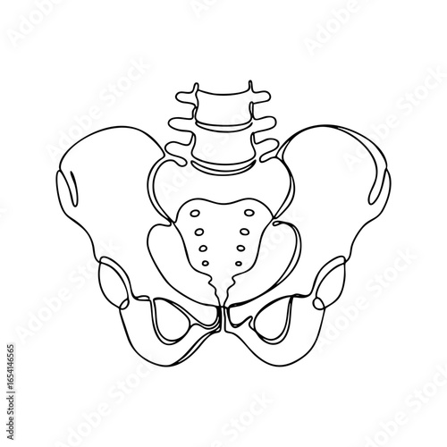 Vector line art of human pelvic bone anatomical illustration in continuous one line minimalist style, suitable for medical anatomy studies, biology diagrams, and healthcare graphics