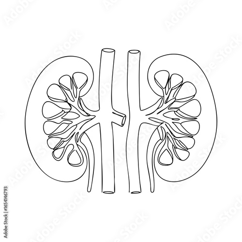 Vector line art of human kidneys with anatomical details of renal structure and blood vessels, medical illustration for education and healthcare use