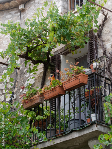 Joli balcon avec de la vigne et des plantes à Saint Paul de Vence. France