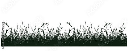 Green grass isolated on white