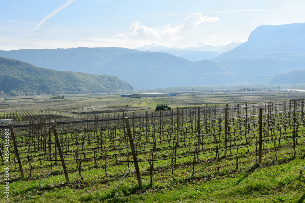 Fototapeta premium Weinanbau, Südtirol