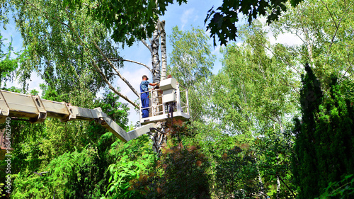 Woodcutter working on heights on a lift. Process of tree trunk pruning and sawing.