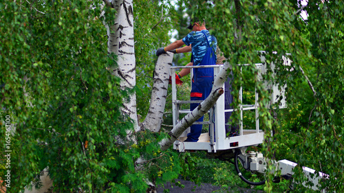 Woodcutter working on heights on a lift. Process of tree trunk pruning and sawing.