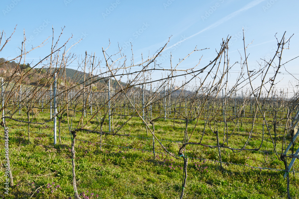 Obraz premium Weinbau, Pfalz