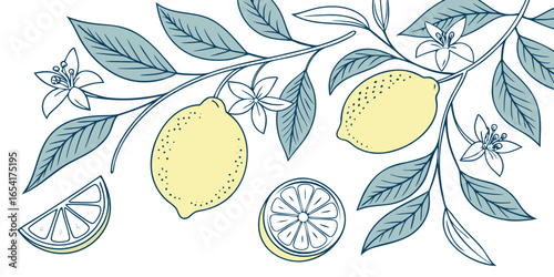 Illustration of lemons with leaves and flowers isolated on white background in vector format