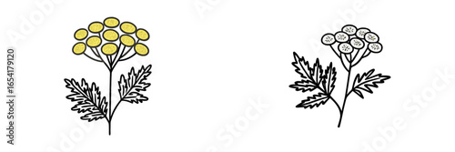Detailed botanical illustration of yellow flowering plant and line art version with leaves