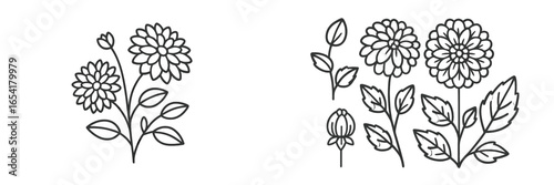 Beautiful floral sketches featuring intricate details of zinnias and buds for artistic inspiration