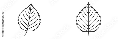 Detailed sketches of leaves showcasing different shapes and vein structures illustrating botanical artistry and nature study