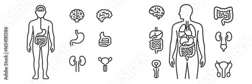 Human body organs and systems illustrated with simple line art depicting various organs and their functions in diagram format