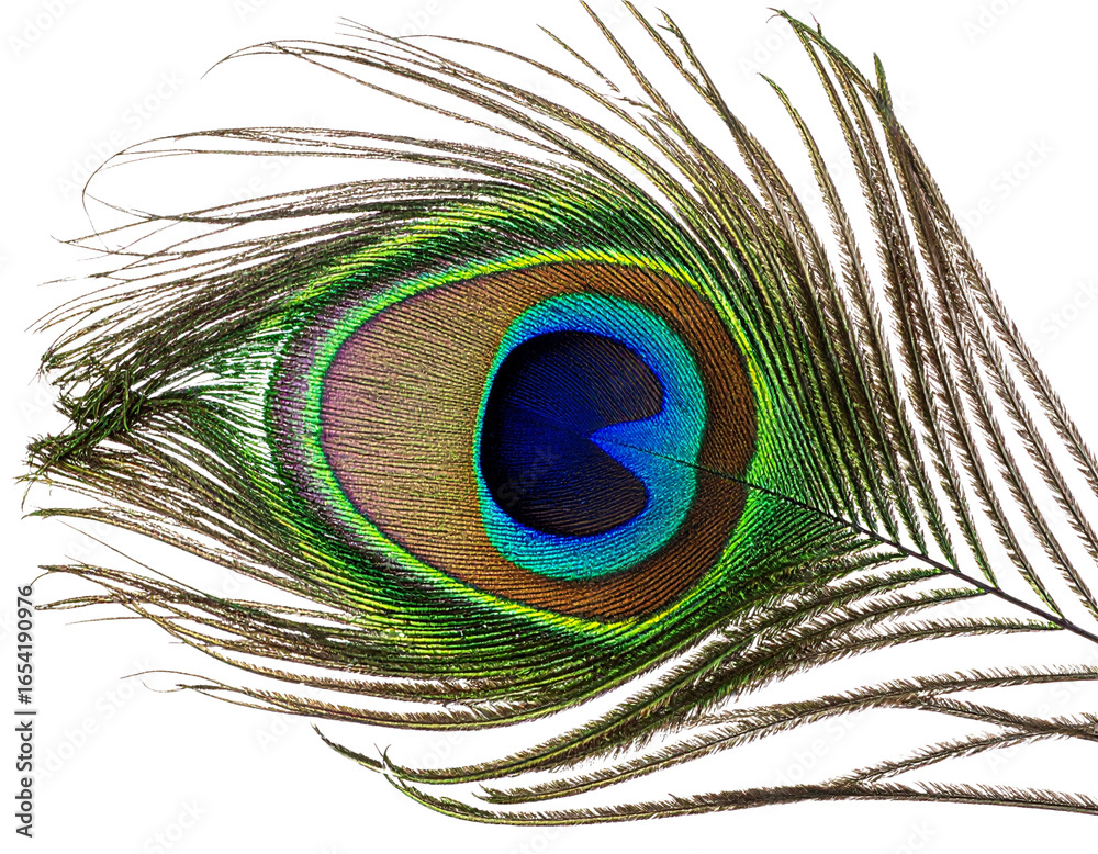 Obraz premium Close-up macro of a beautiful peacock with colorful feathers, its eye and the natural texture of its bright green and blue plumage a stunning pattern