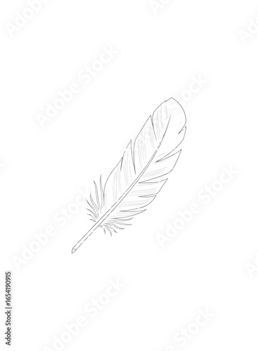 Hand drawn feather illustration