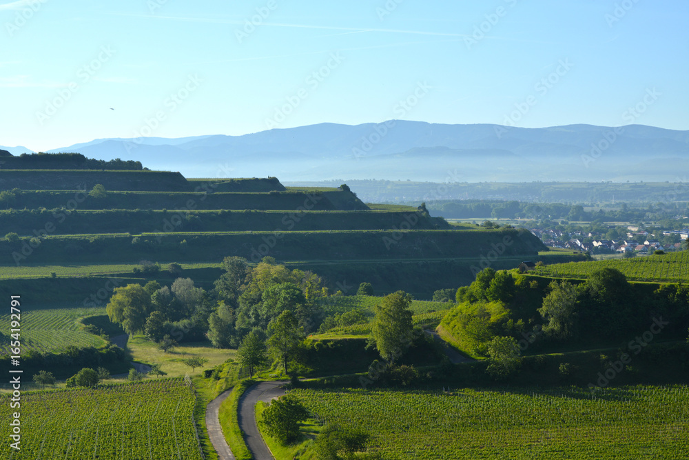 Obraz premium Weinbau, Kaiserstuhl