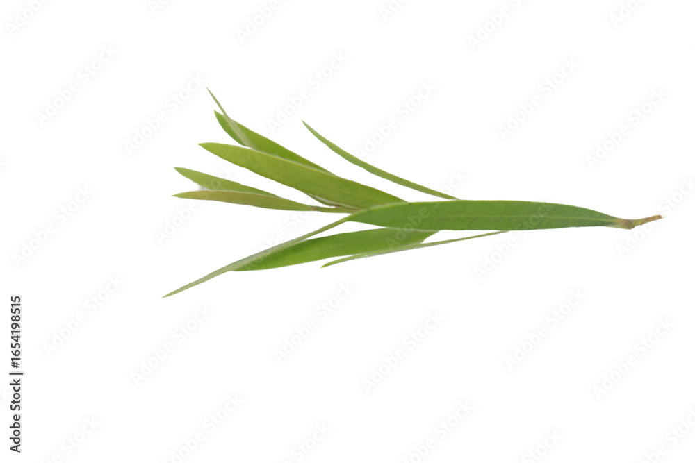 Fototapeta premium leaf branch, bottle brush branch, olive leaf branch