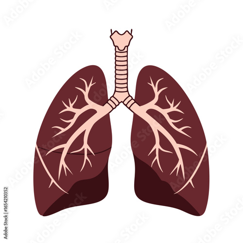 Anatomical Lungs Illustration: Detailed Bronchial Tree and Trachea Structure.
