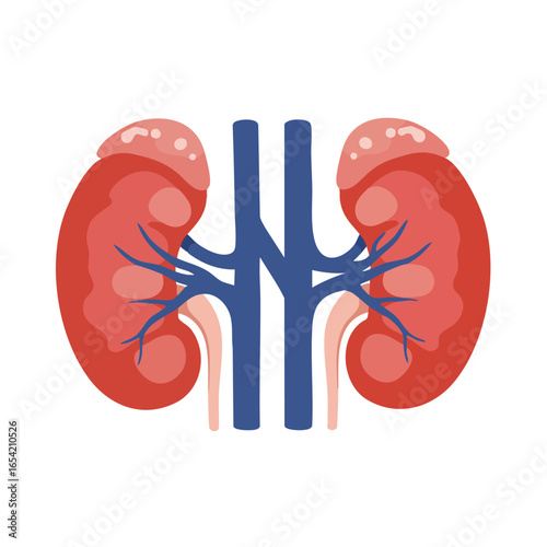 Stylized flat illustration of the human renal system featuring healthy kidneys adrenal glands renal artery and vein.