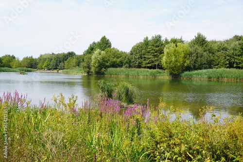 Rushcliffe Country Park, Nottinghamshire, England – August 13 2025: Stunning wildflowers blooming at the lakeside meadow in summer.