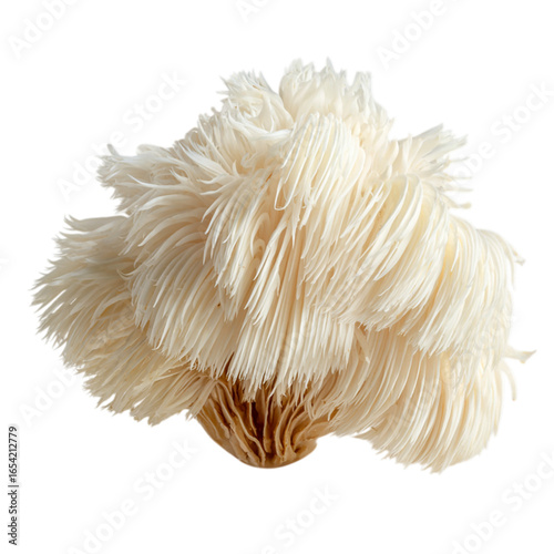 White lions mane mushroom with long fronds cutout on transparent background