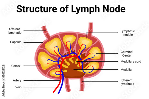 Structure of Lymph node diagram for education illustration 