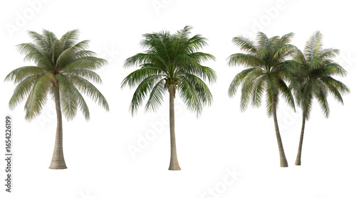 Set of Coconut Palm Trees Isolated on Transparent Background