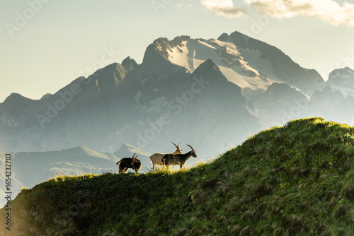 Wallpaper Mural Majestic ibex in alpine Dolomites mountains during golden hour light Torontodigital.ca