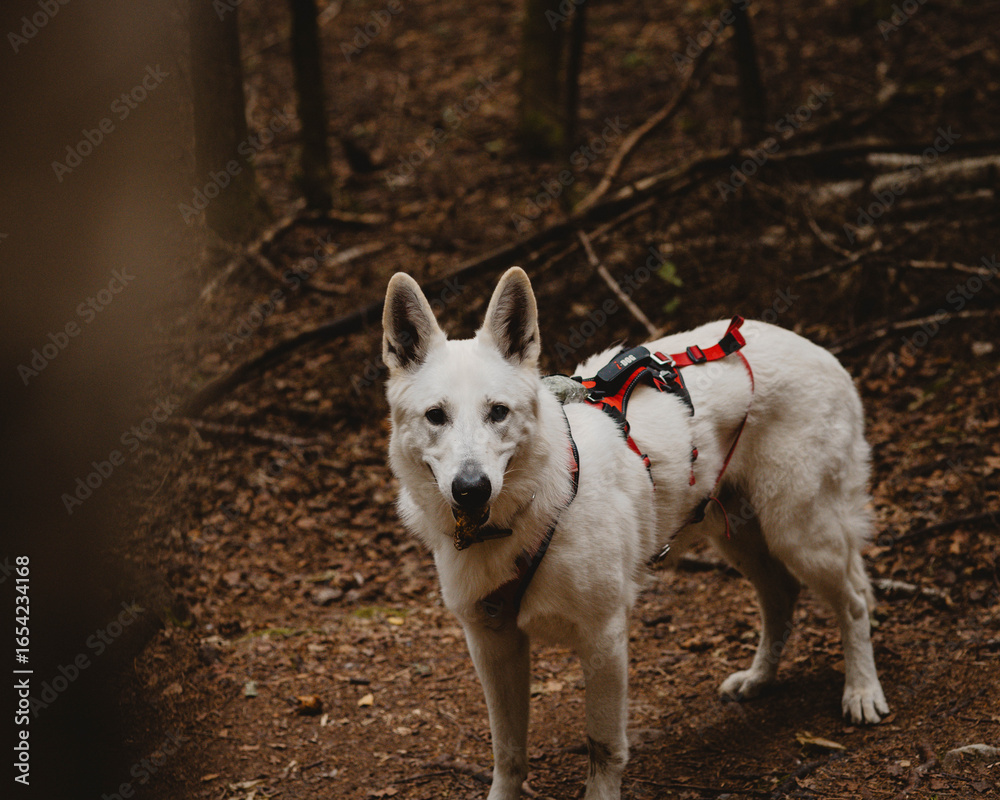 Obraz premium Close-up of a White Swiss Shepherd dog with a red harness standing on a forest trail in the Alps. The dog gazes directly into the camera with alert and intelligent eyes
