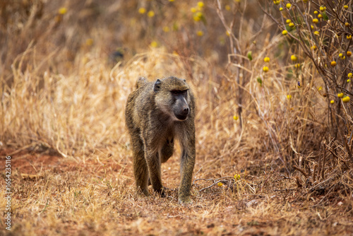 Schilderij op canvas Olive baboon walking in dry savannah, Kenya