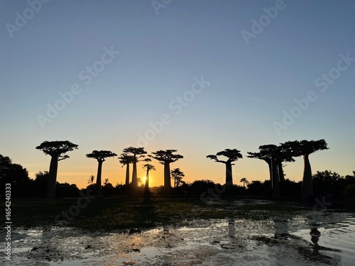 Photography Silhouette of towering baobab trees against the sunset sky in Madagascar, View o