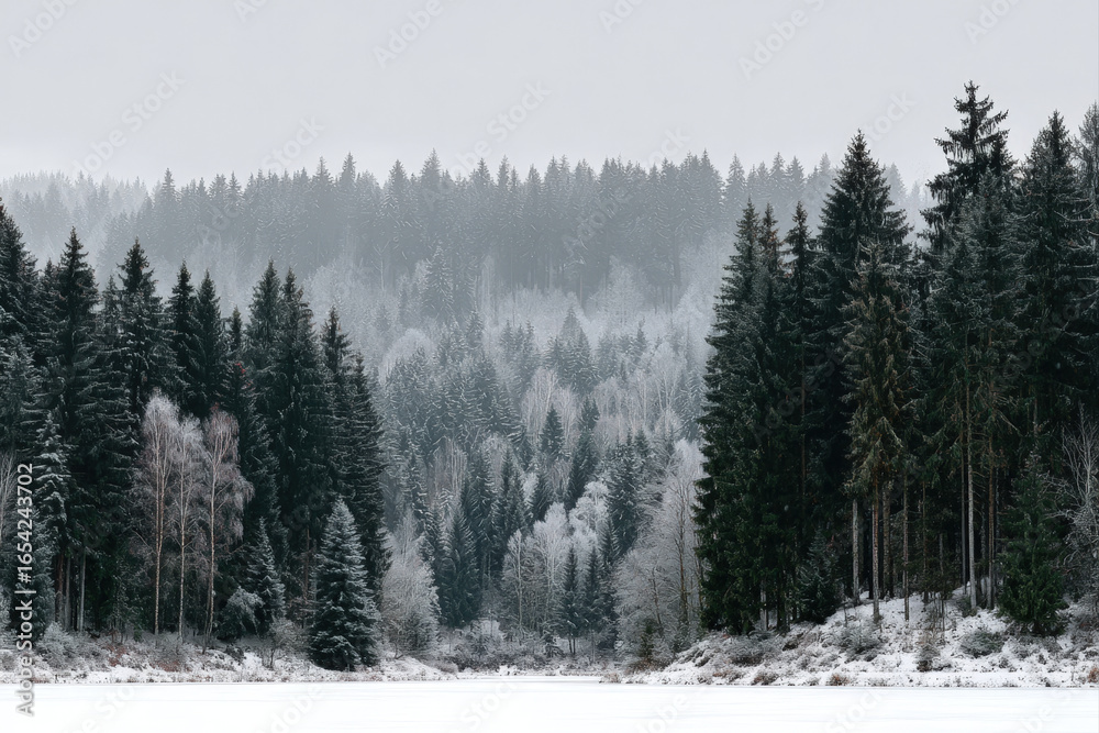 Obraz premium Snow-covered minimalist tree farm panorama with open snowy field