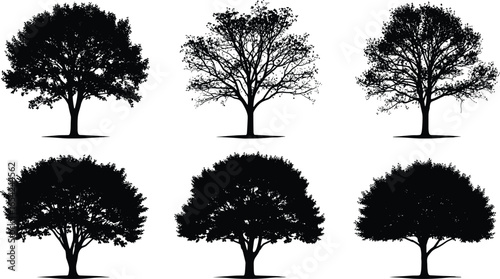 Silhouettes of six mature oak trees, detailed branches and leaves, nature, forest, isolated, black and white, outdoor, landscape, natural beauty