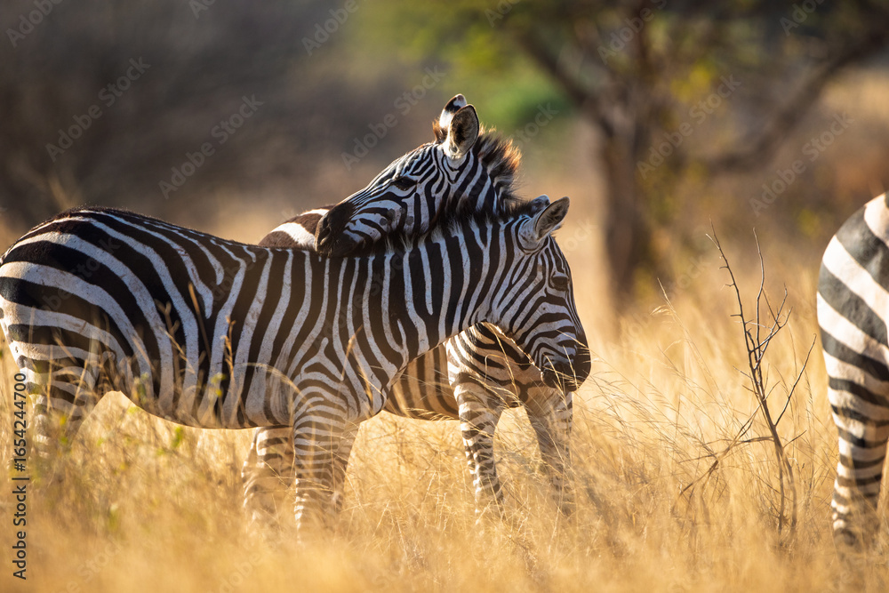 Naklejka premium Pair of zebras in golden savannah light, Kenya