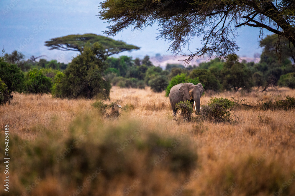 Naklejka premium African elephant walking in savannah, Kenya
